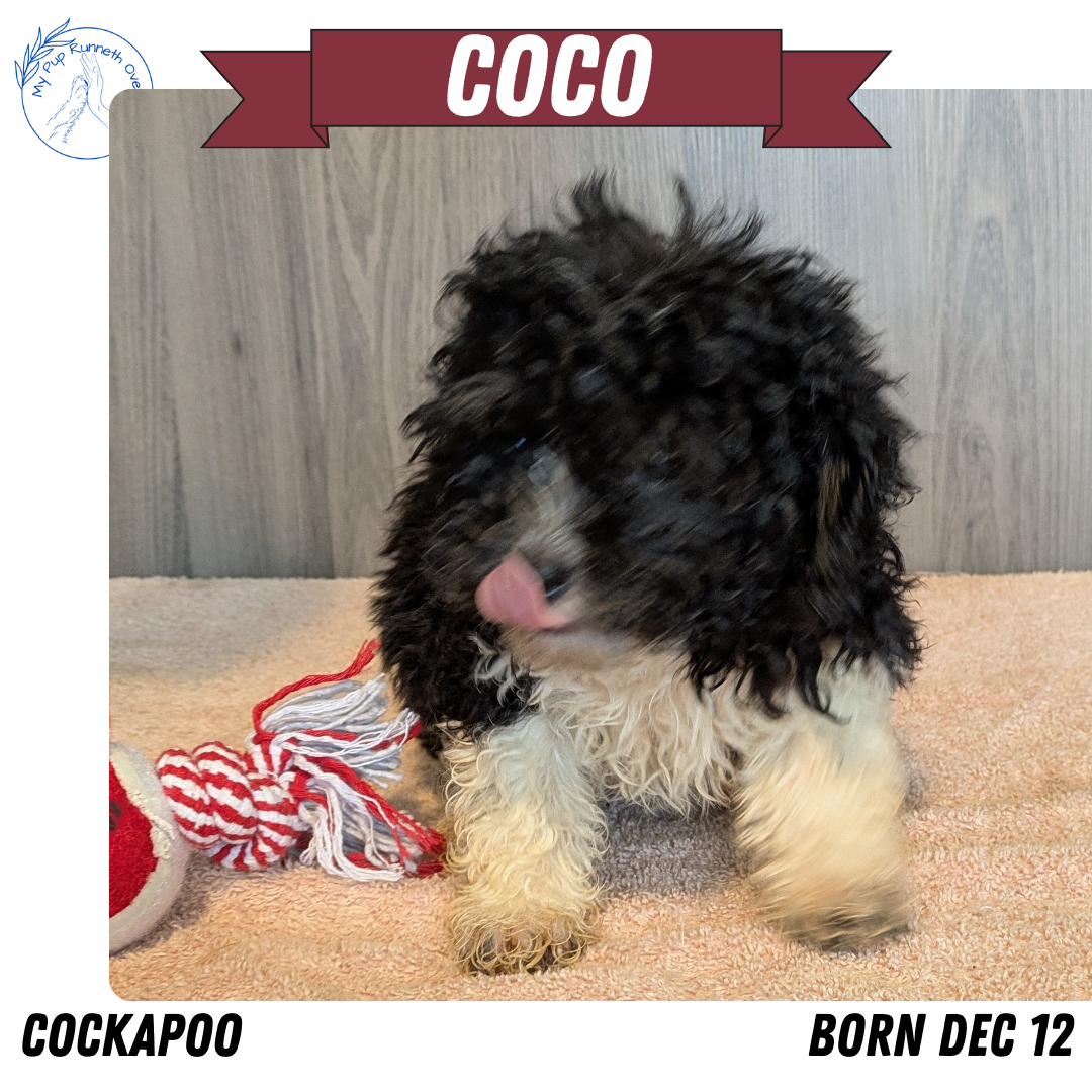 COCKAPOO (12/12) FEMALE