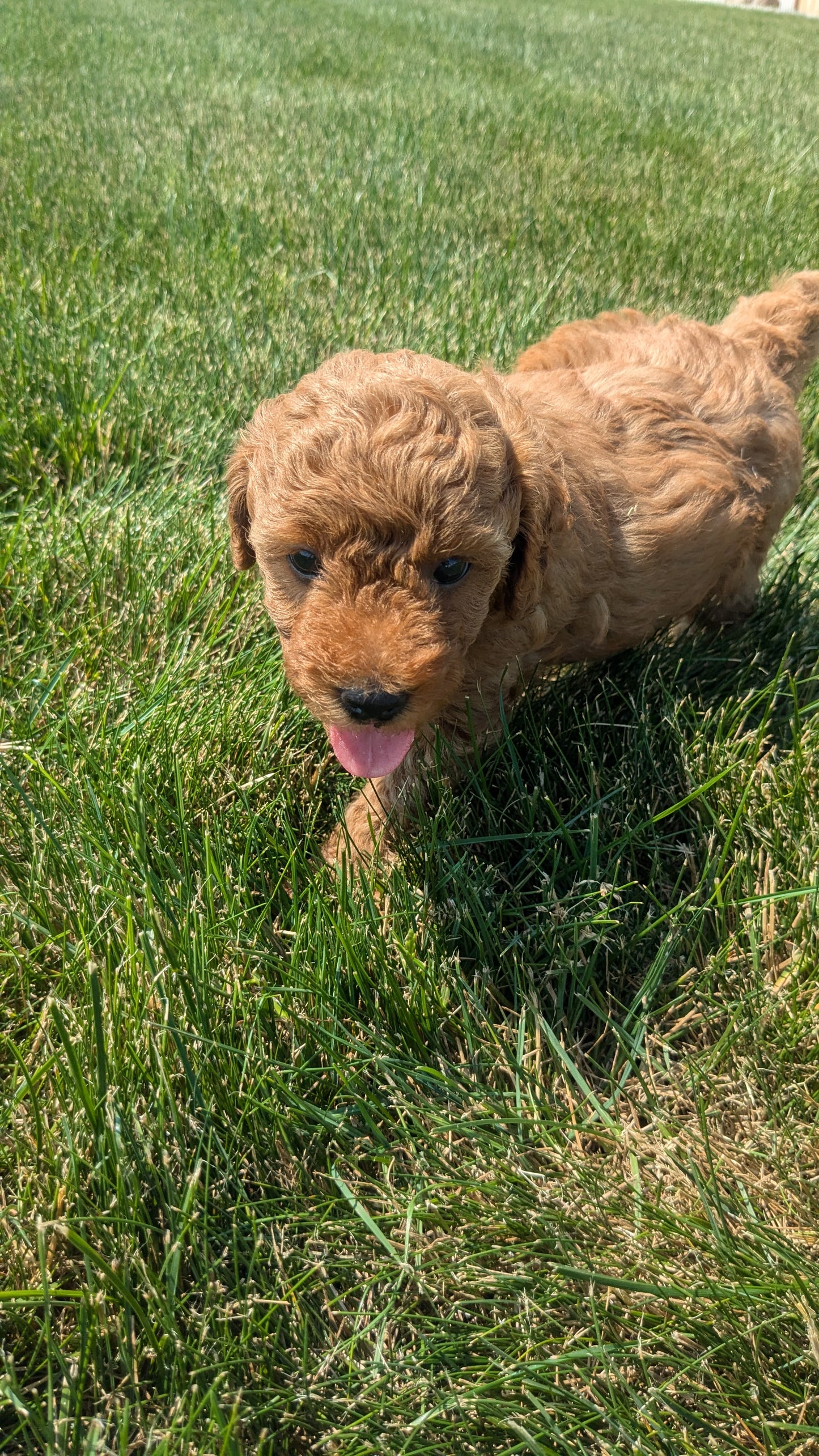 TOY POODLE (05/12) MALE