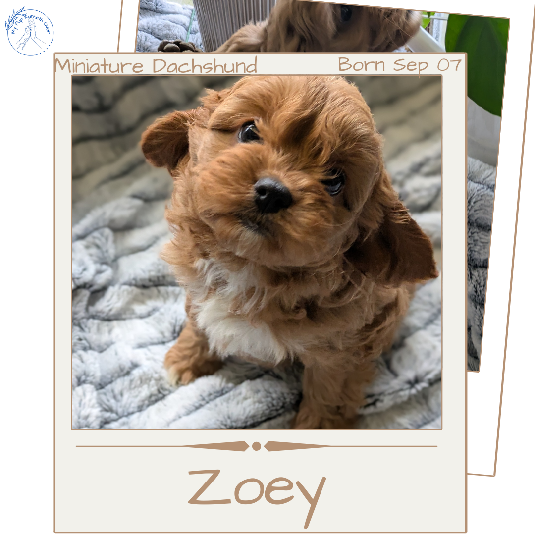 CAVAPOO (11/05) FEMALE