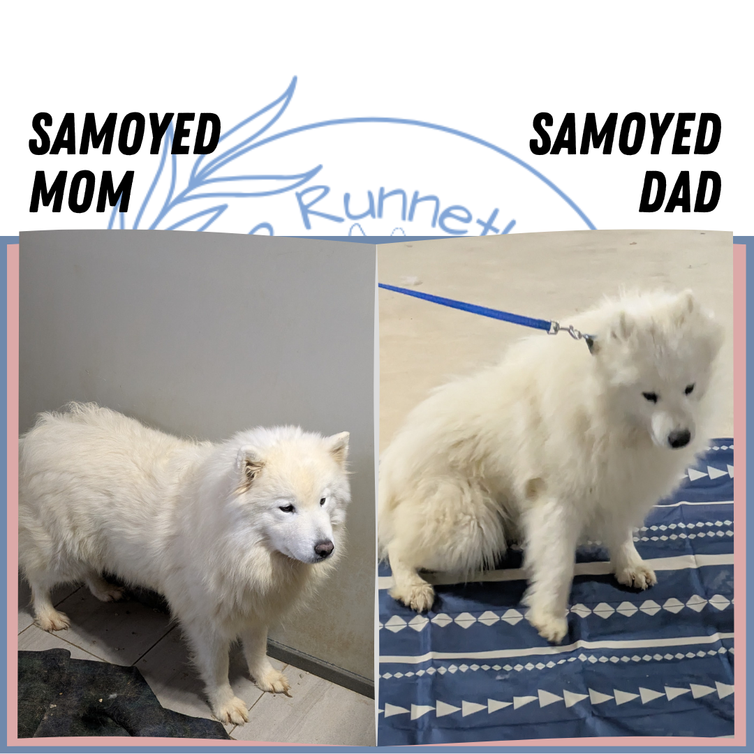 SAMOYED (12/14) FEMALE