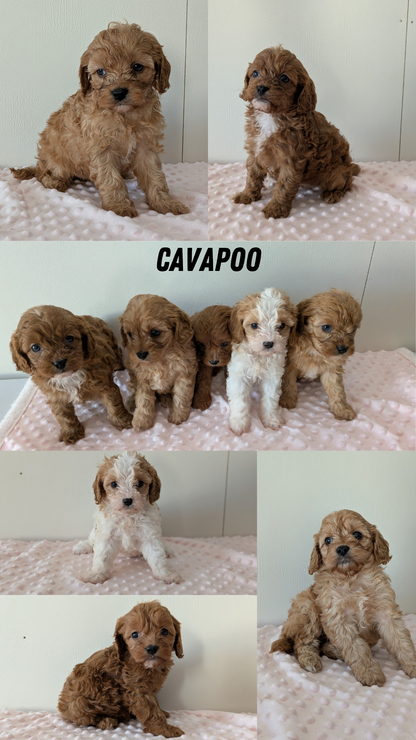 CAVAPOO (12/31) MALE