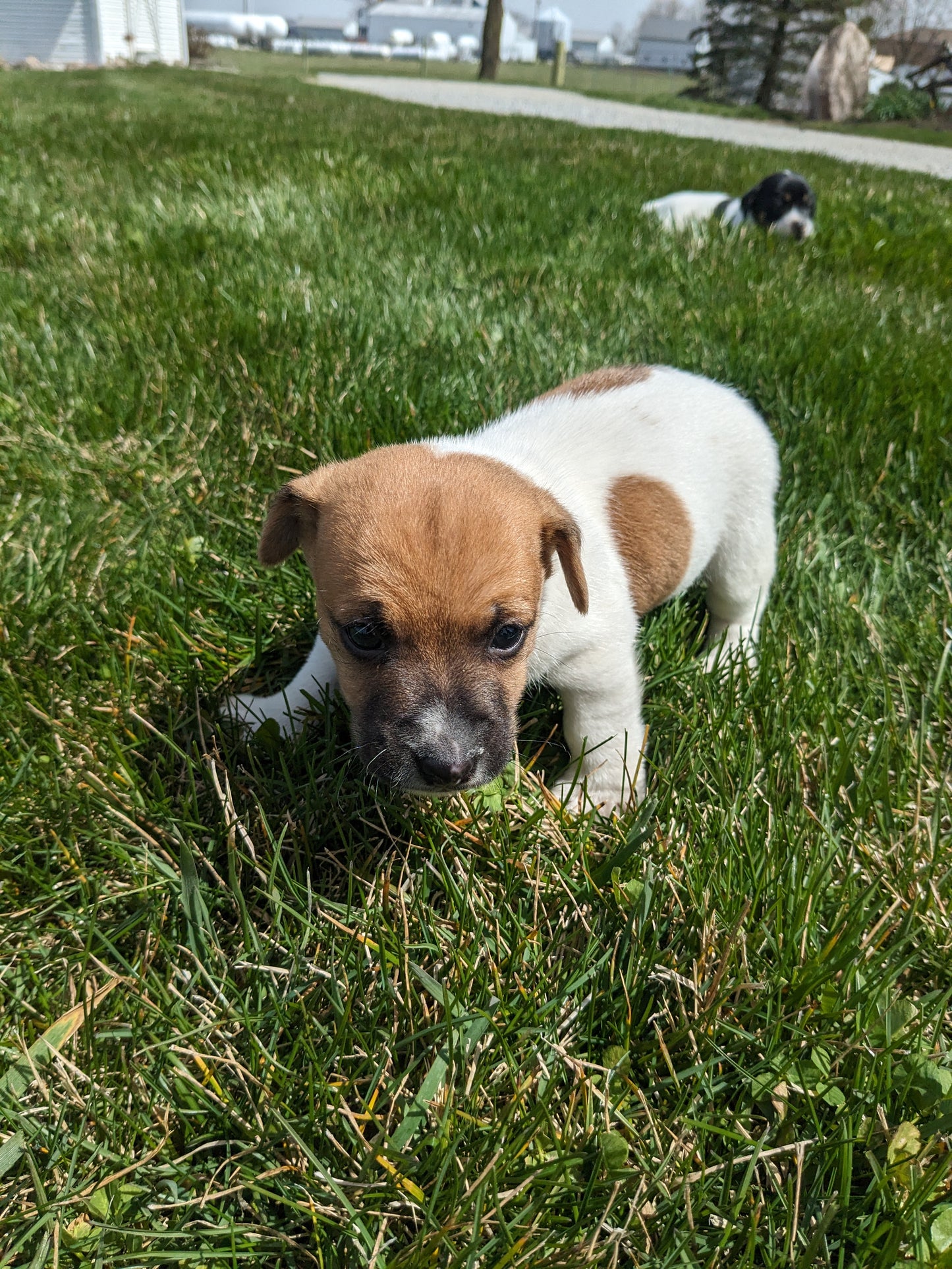 JACK RUSSELL TERRIER (03/08) MALE