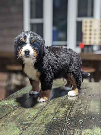 BERNESE MOUNTAIN DOG (03/21) FEMALE