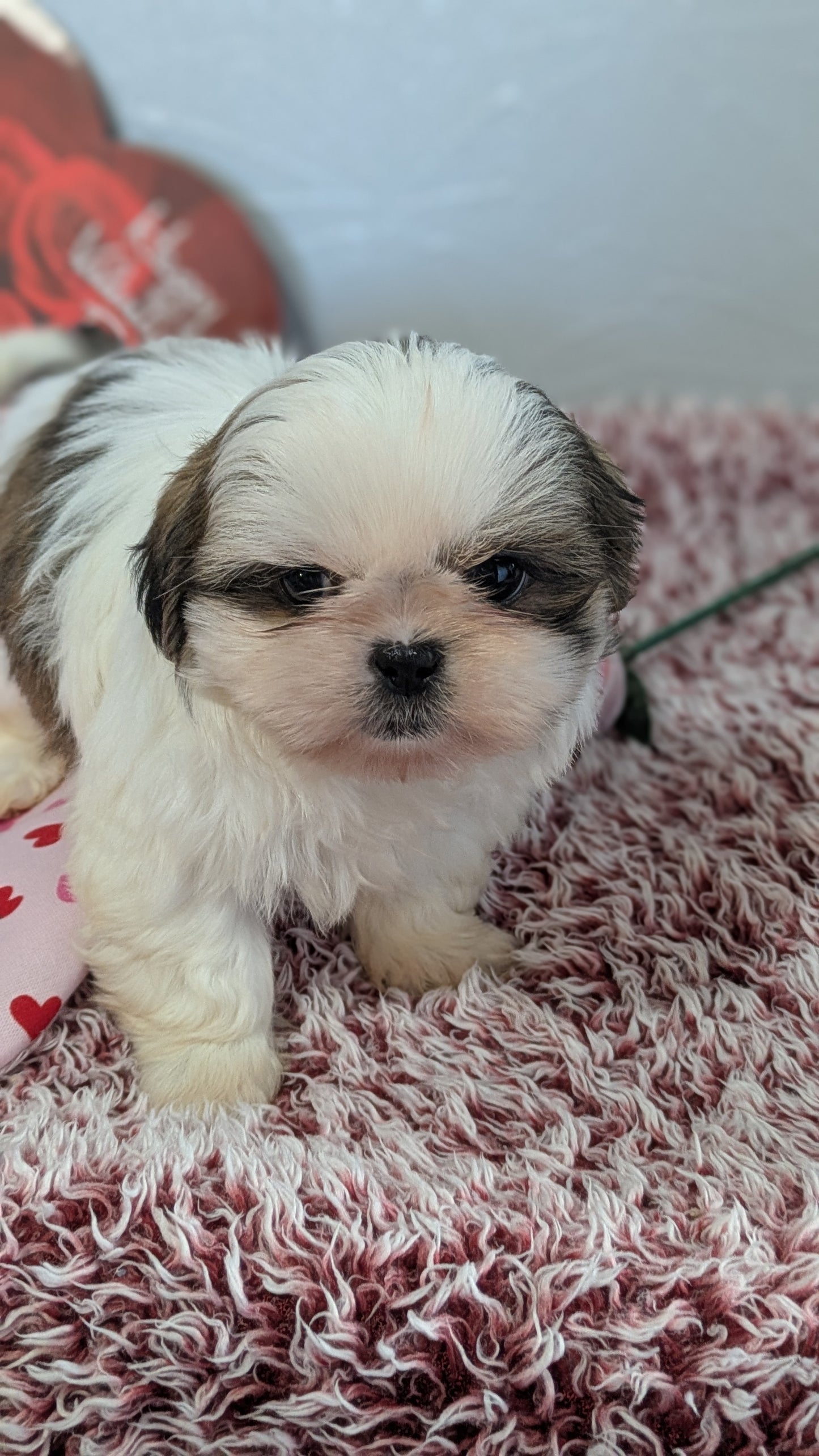 SHIH TZU (12/08) FEMALE