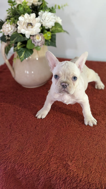 FRENCH BULLDOG (12/21) FEMALE