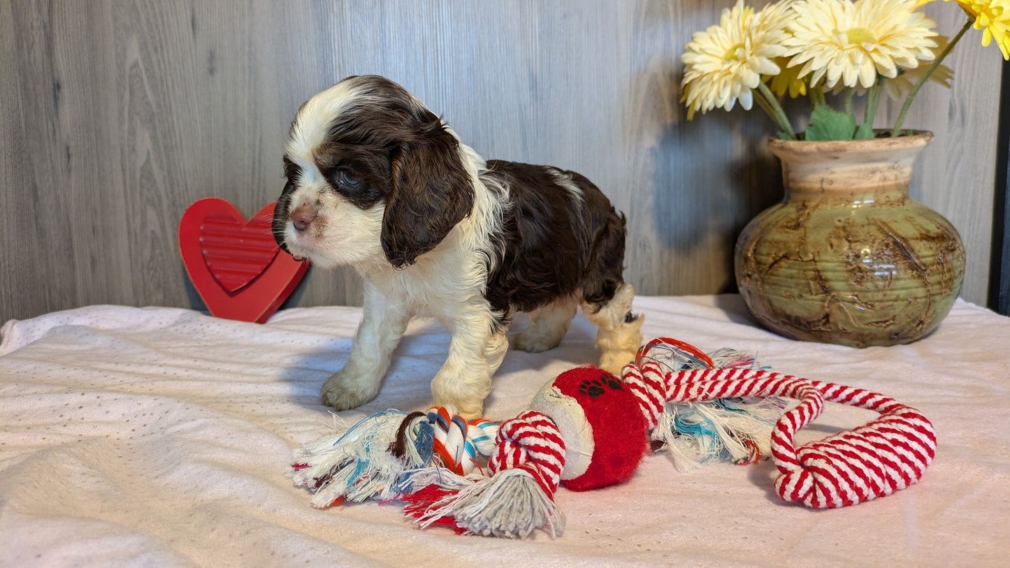 COCKER SPANIEL (12/21) MALE