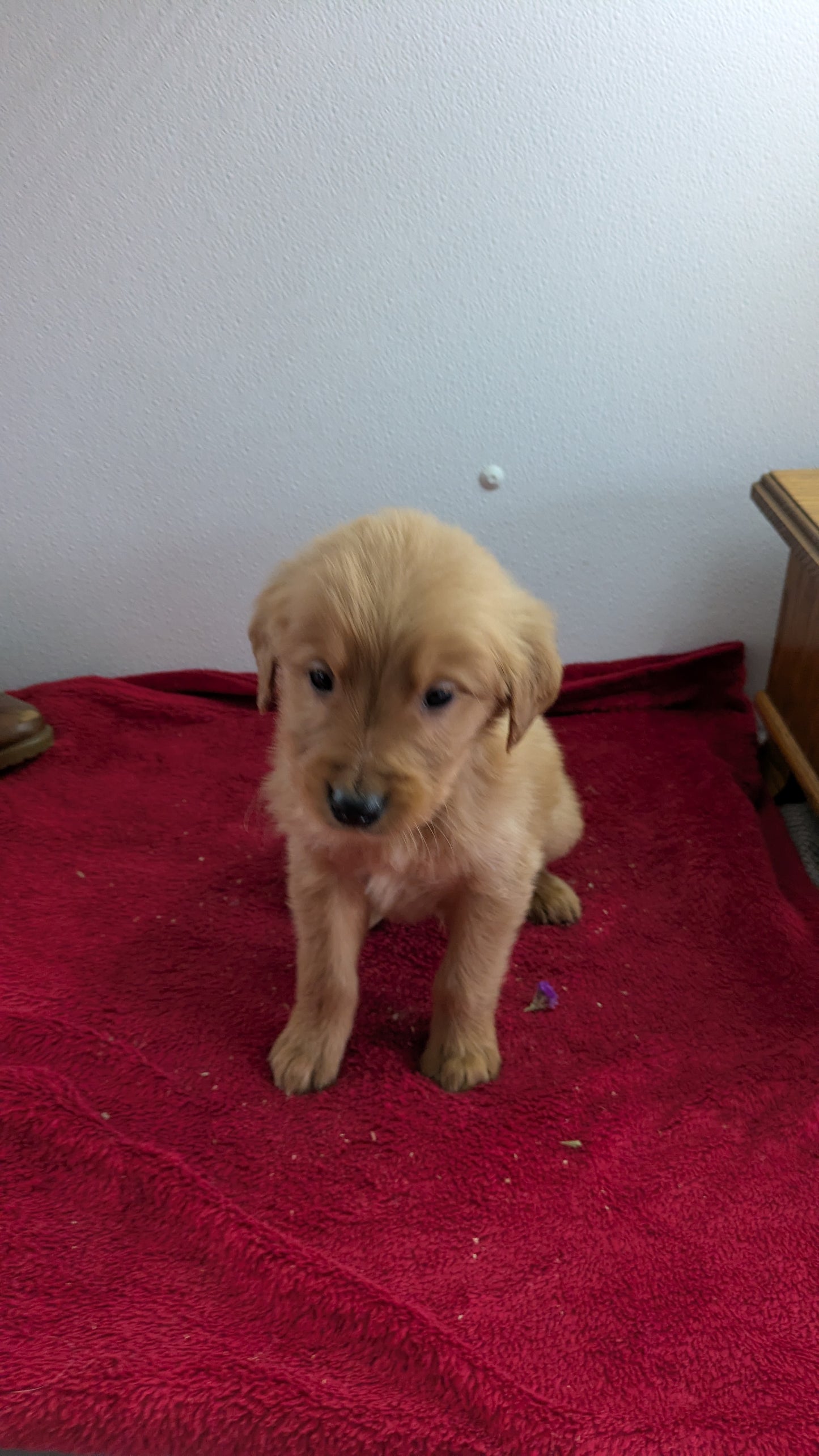 GOLDEN RETRIEVER (11/17) MALE