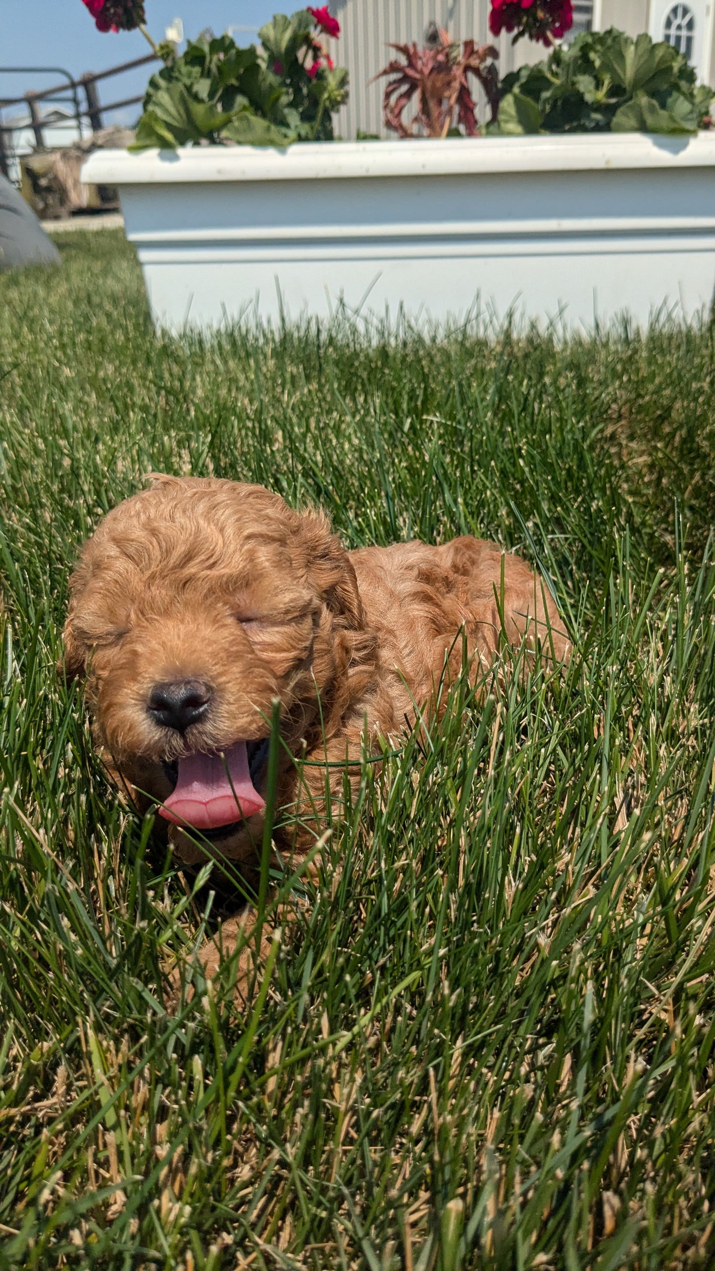 TOY POODLE (05/12) MALE