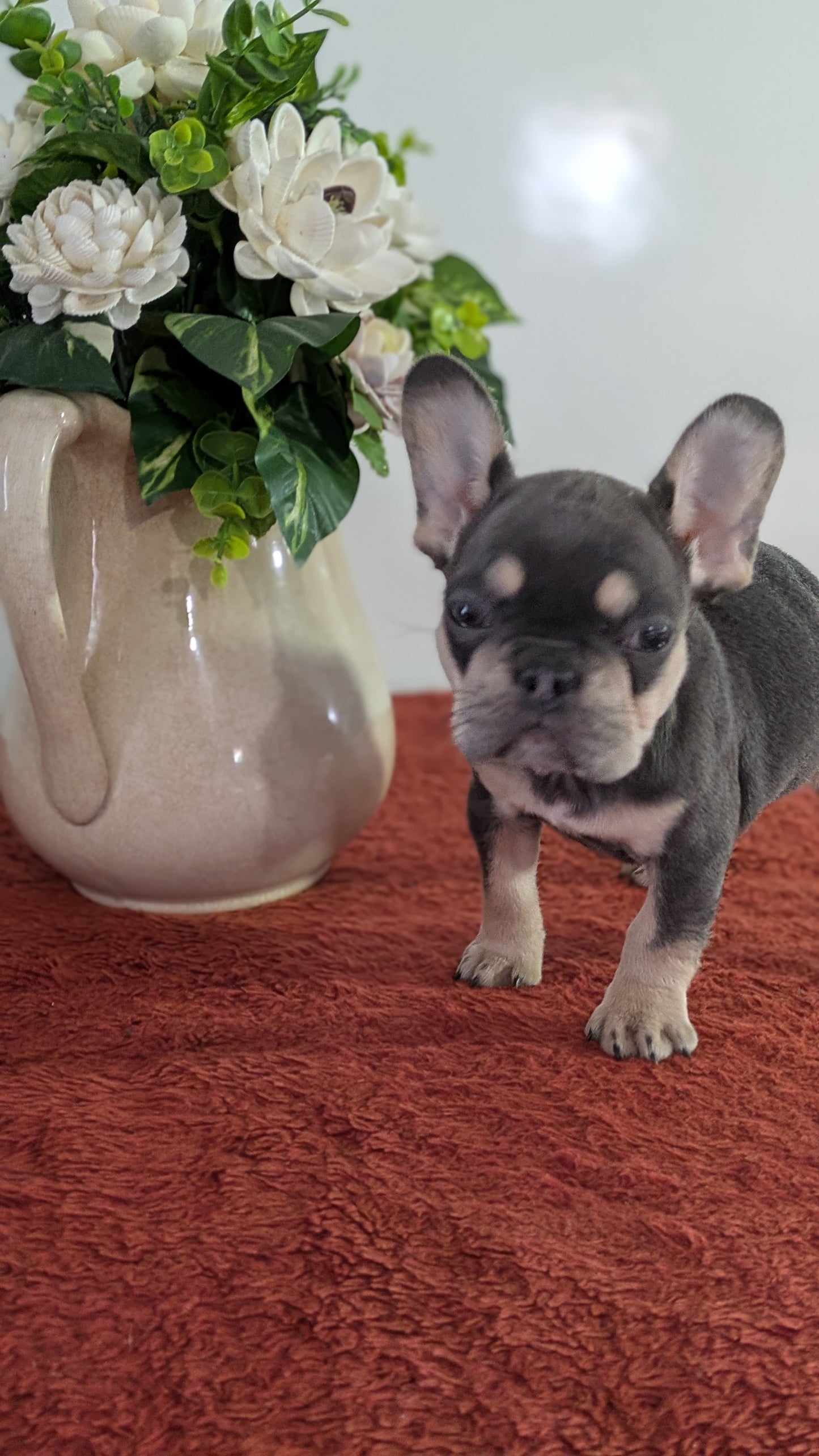 FRENCH BULLDOG (12/21) FEMALE