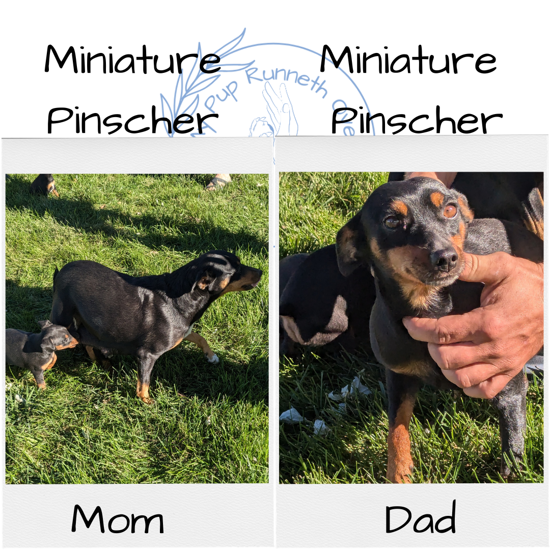 MINI PINSCHER (08/24) MALE