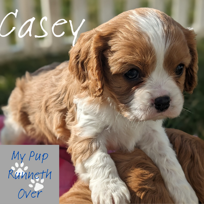 CAVALIER (1/1/24) FEMALE