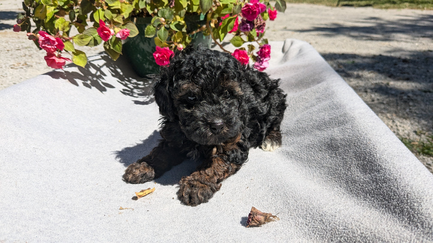 TOY POODLE (07/20) MALE