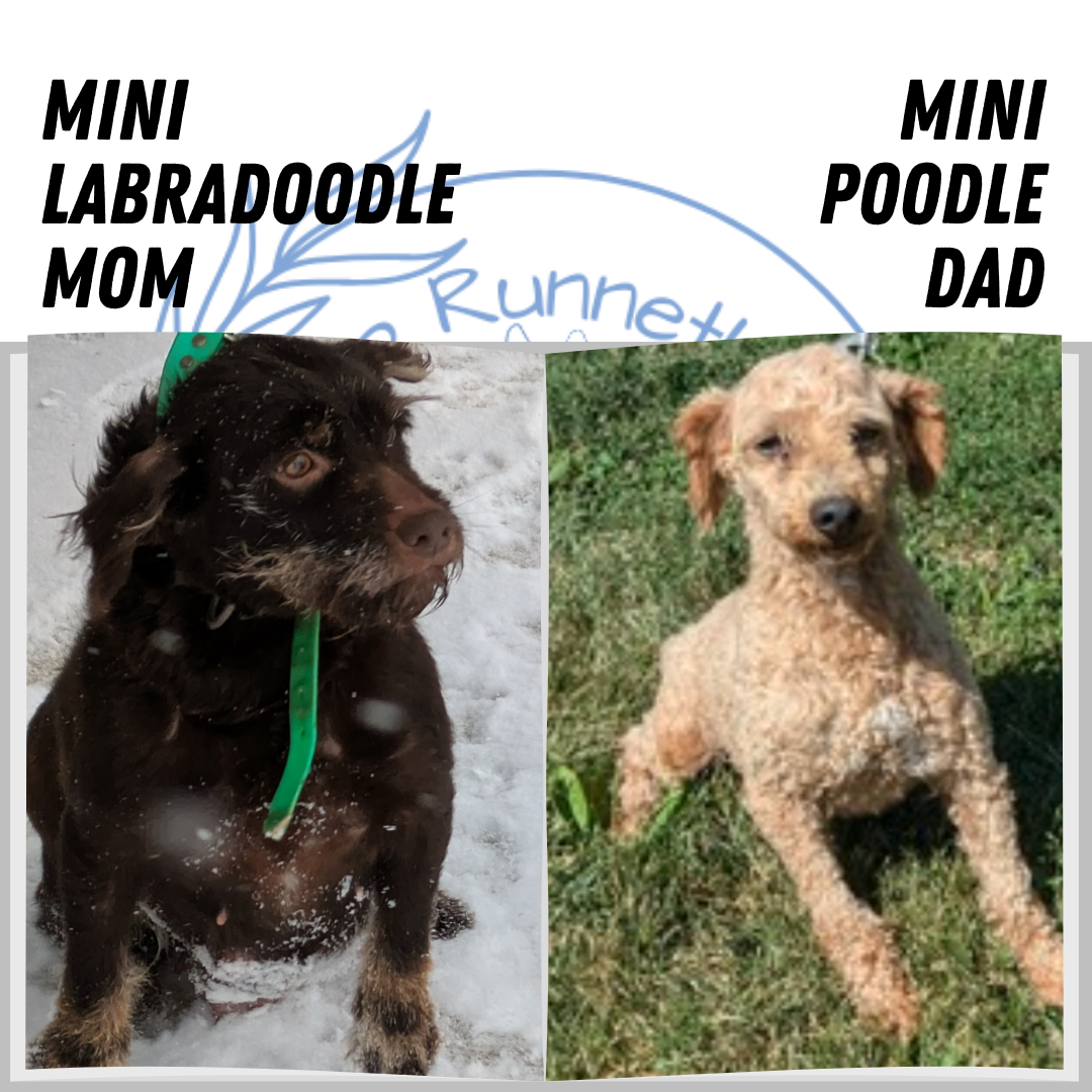 MINI LABRADOODLE (11/26) MALE