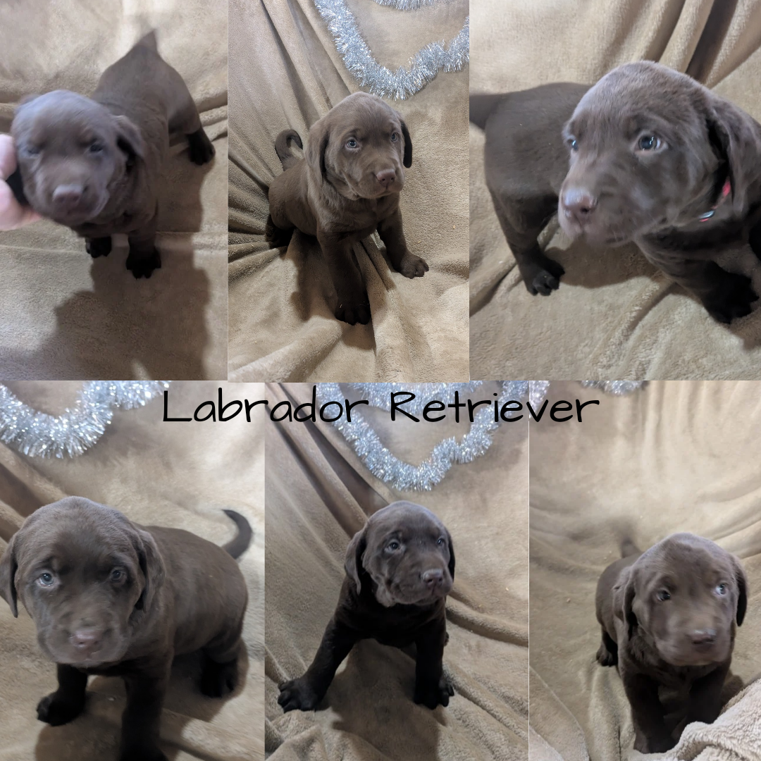 LABRADOR RETRIEVER (10/17) FEMALE