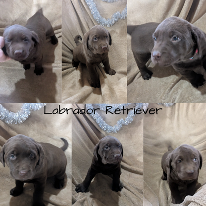 LABRADOR RETRIEVER (10/17) FEMALE