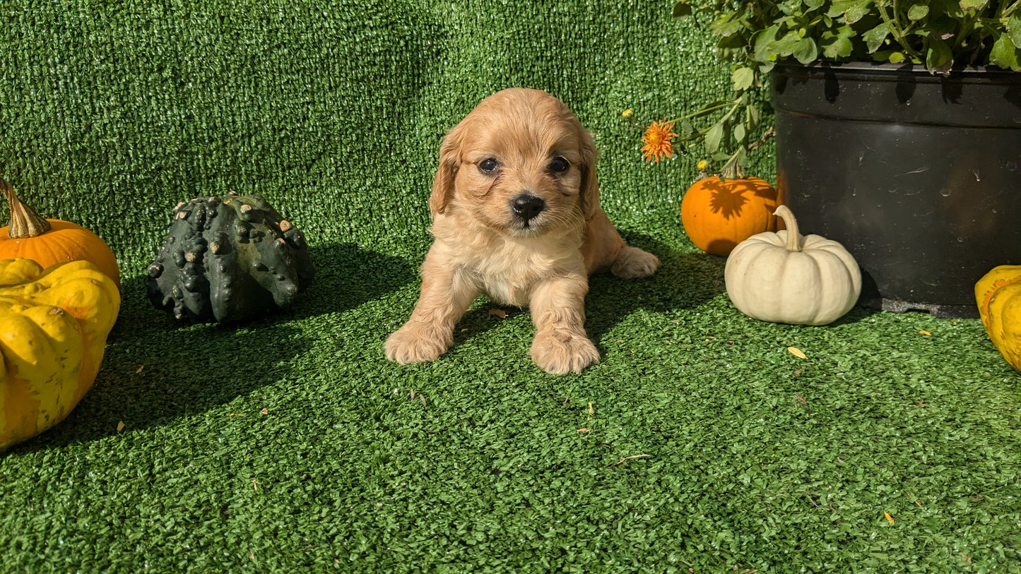 CAVAPOO (08/13) FEMALE