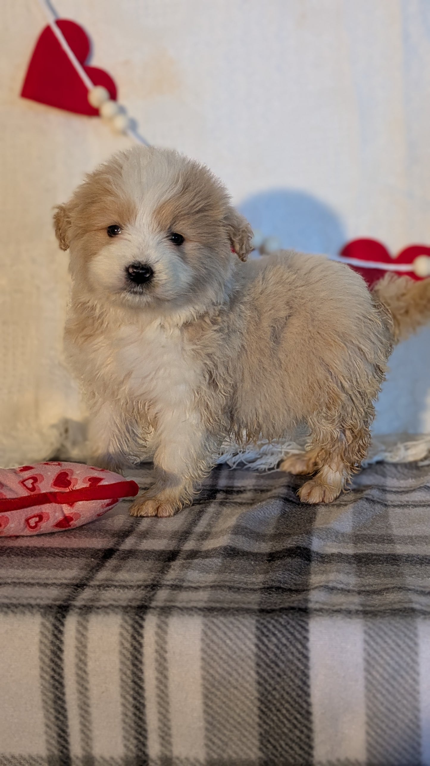 SAMOYED (12/14) FEMALE