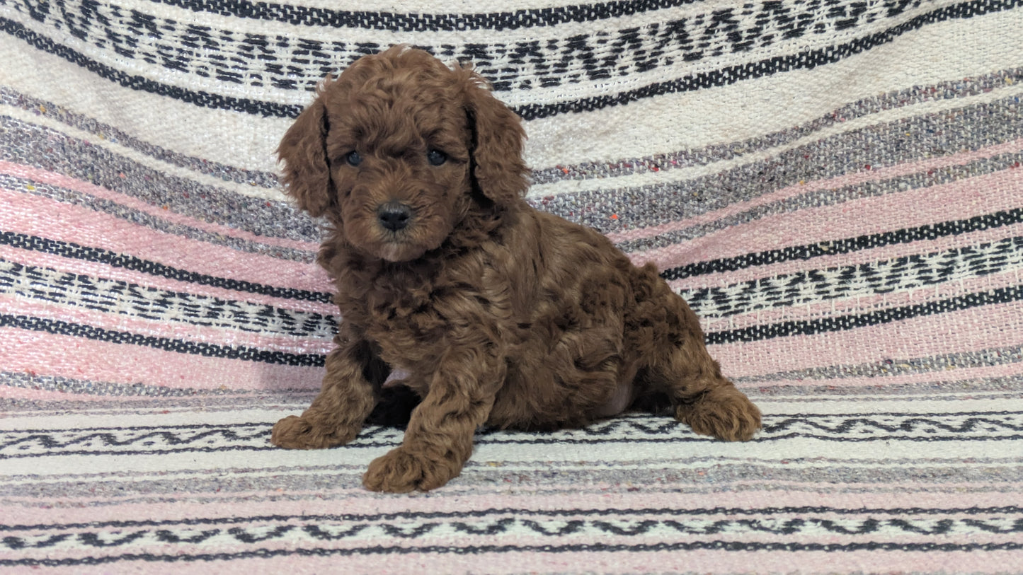 TOY POODLE (12/27) FEMALE