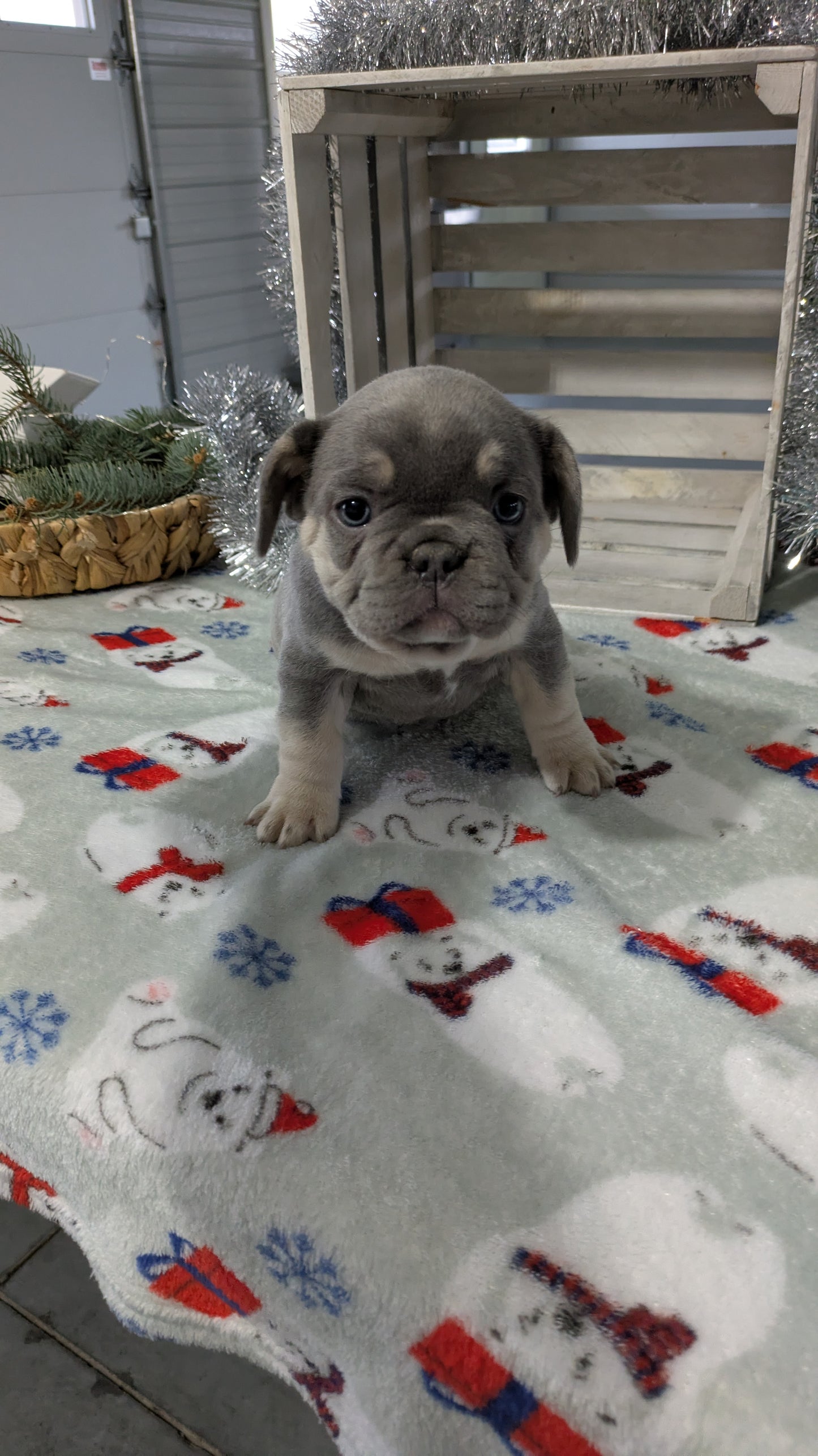 FRENCH BULLDOG (10/30) FEMALE