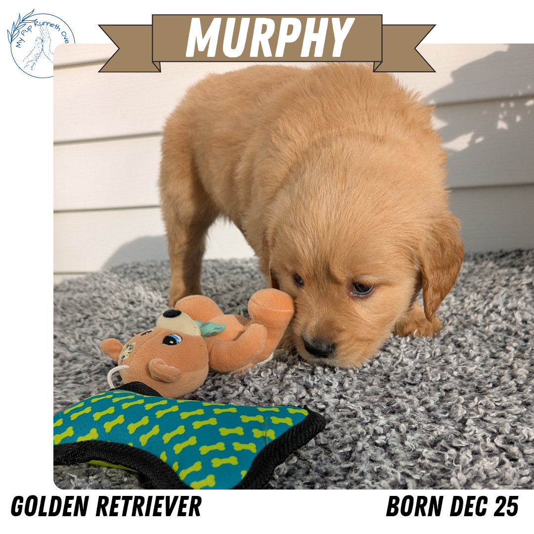 GOLDEN RETRIEVER (12/25) MALE