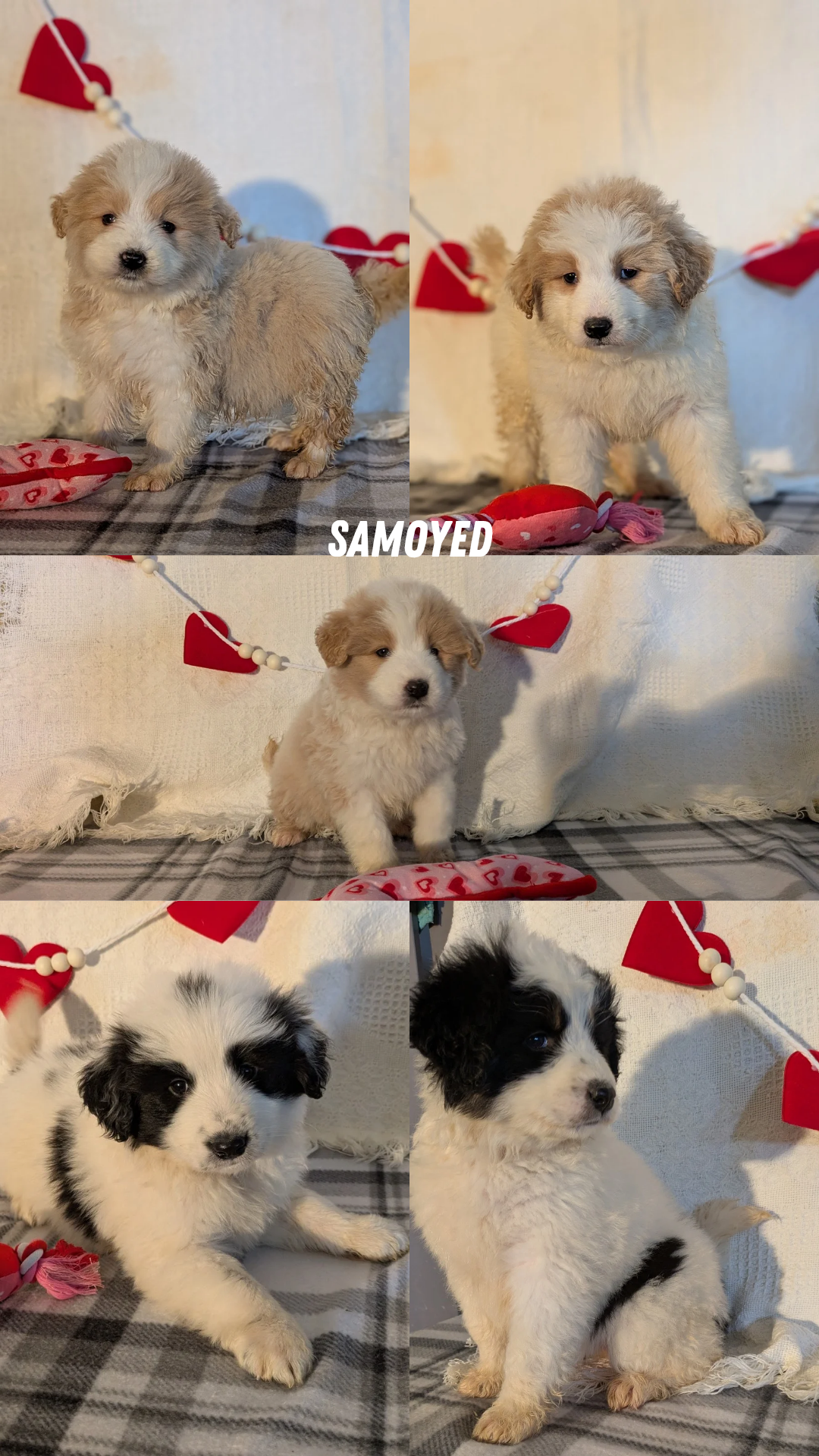 SAMOYED (12/14) FEMALE