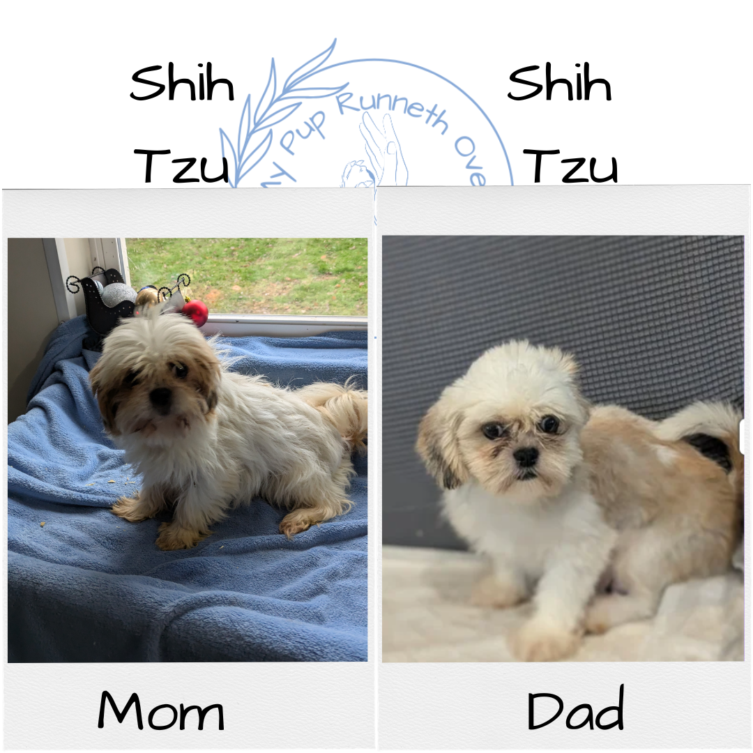 SHIH TZU (10/30) MALE