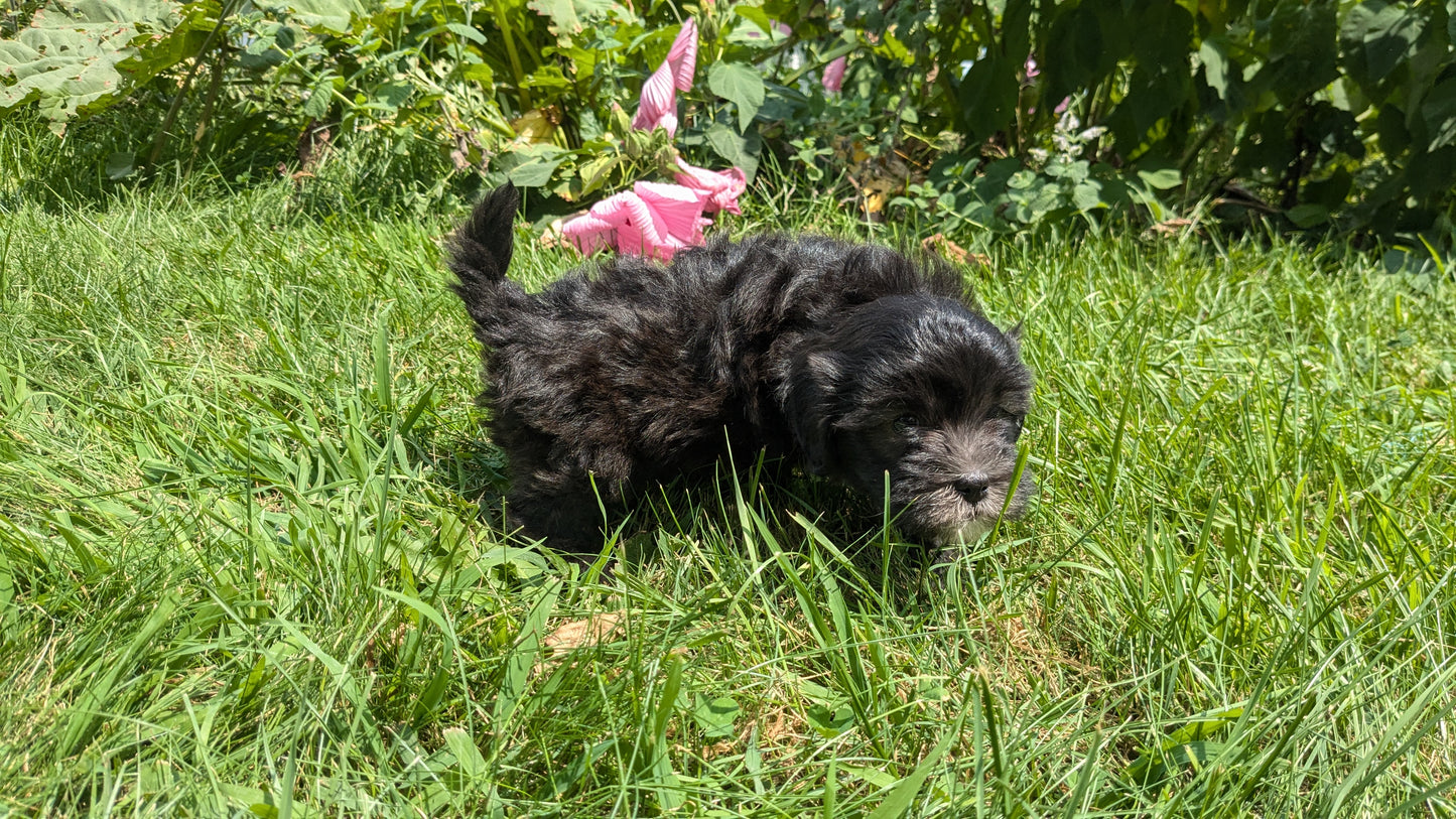 SHIH-POO (06/28) MALE