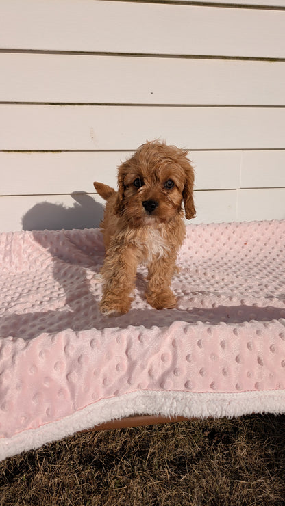 CAVAPOO (01/17) FEMALE