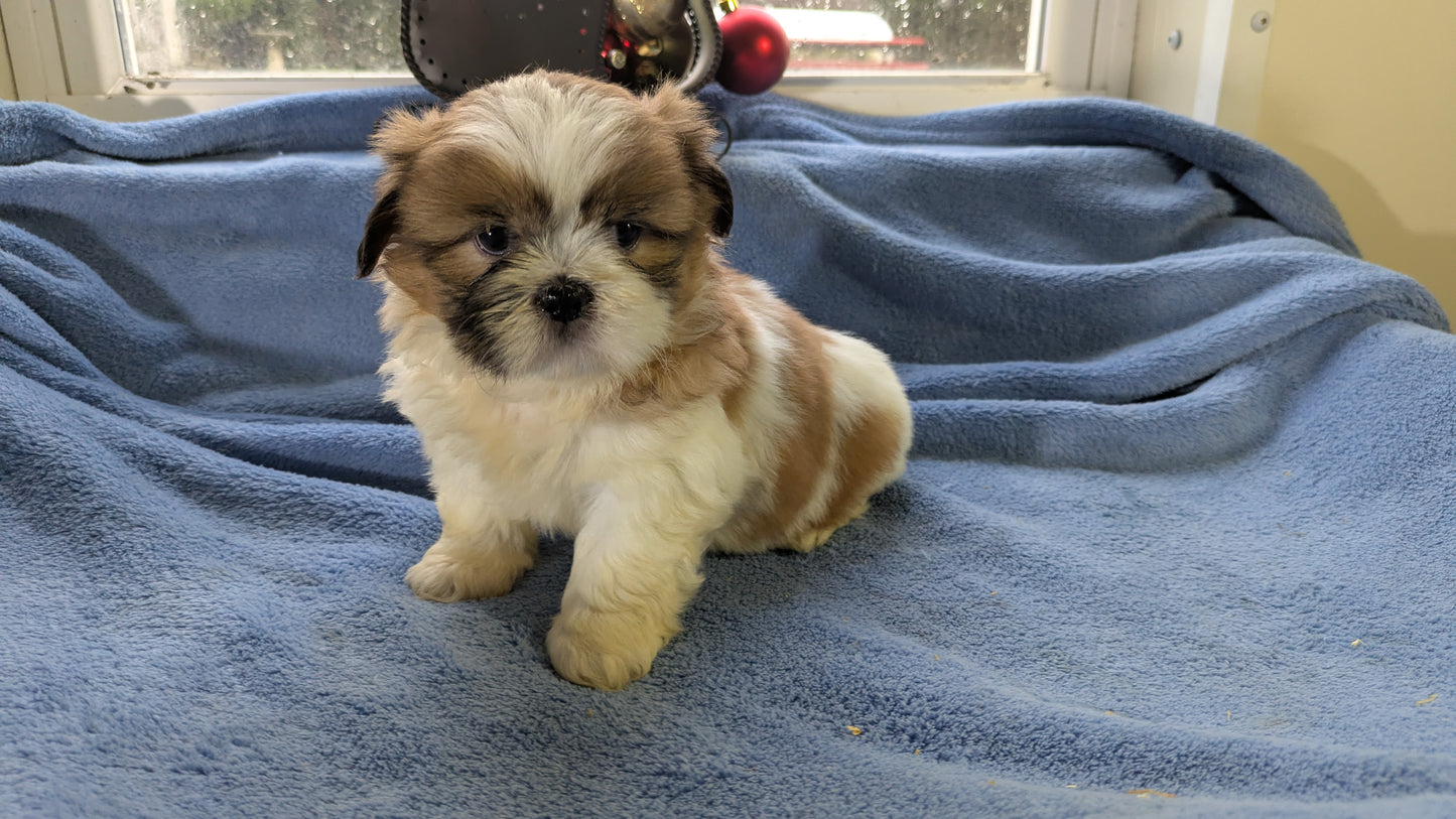 SHIH TZU (10/30) MALE