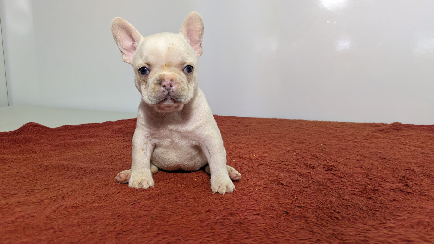 FRENCH BULLDOG (12/21) FEMALE