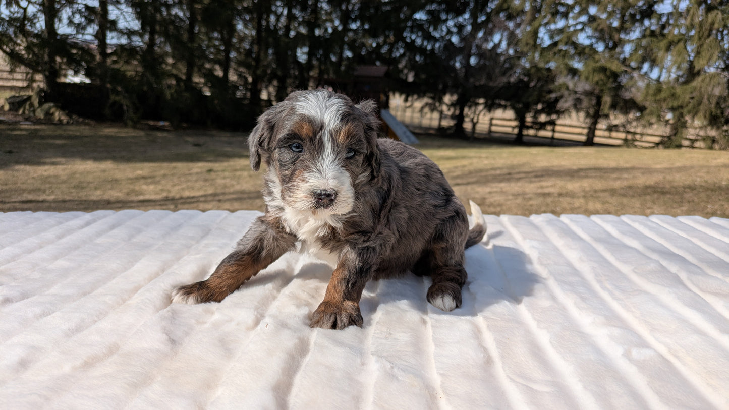 MINI BERNEDOODLE (02/03) MALE