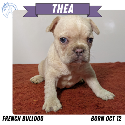 FRENCH BULLDOG (12/21) FEMALE