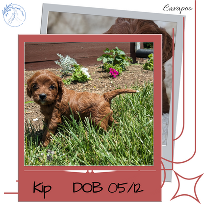 CAVAPOO (05/12) MALE