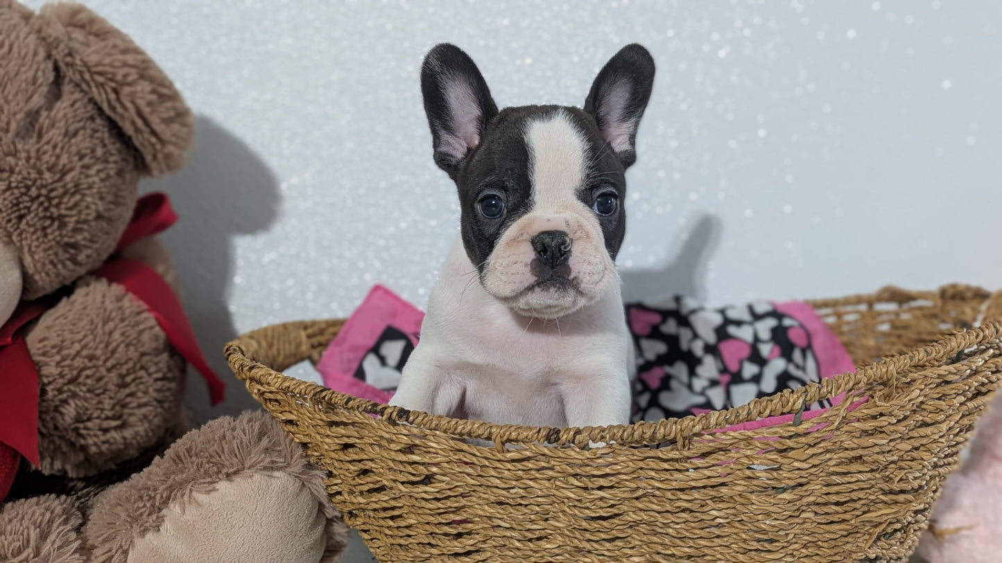 FRENCHTON (12/24) MALE