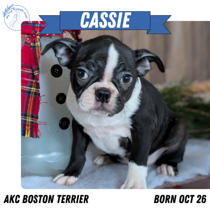 BOSTON TERRIER (10/26) FEMALE