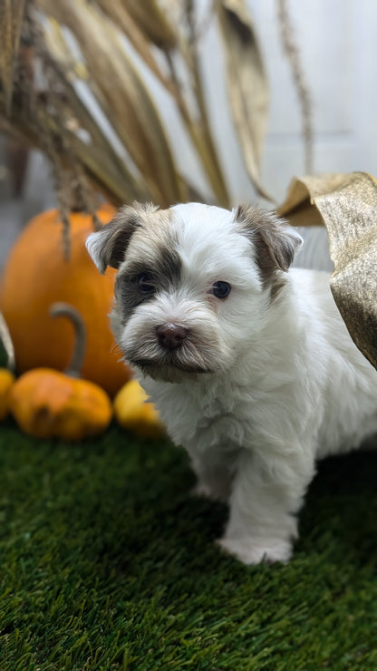 HAVANESE (08/23) MALE