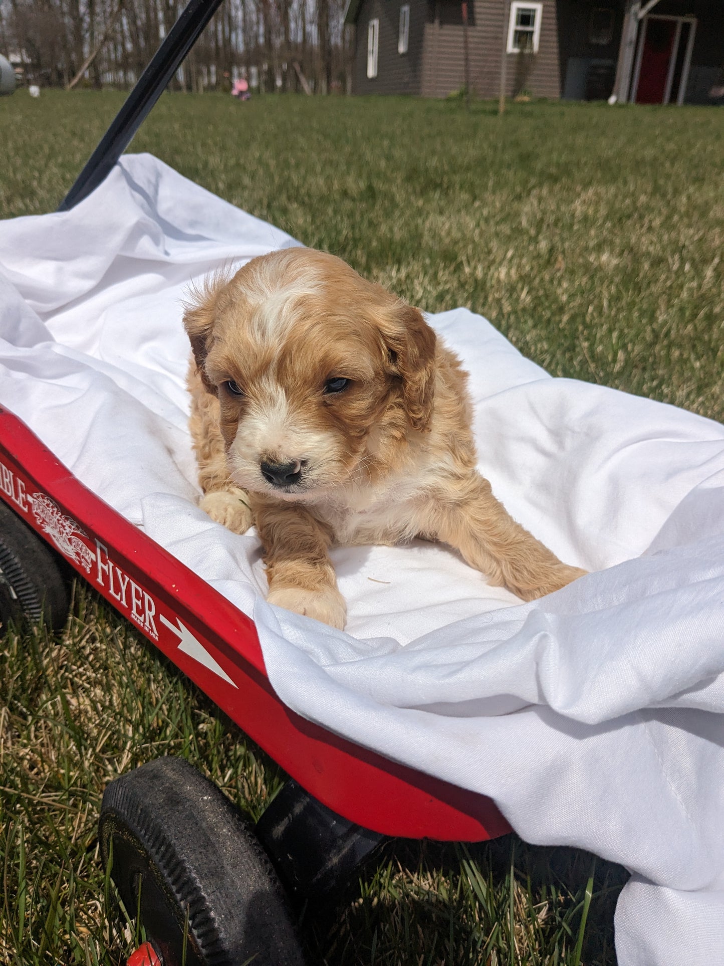 CAVAPOO (03/07) MALE