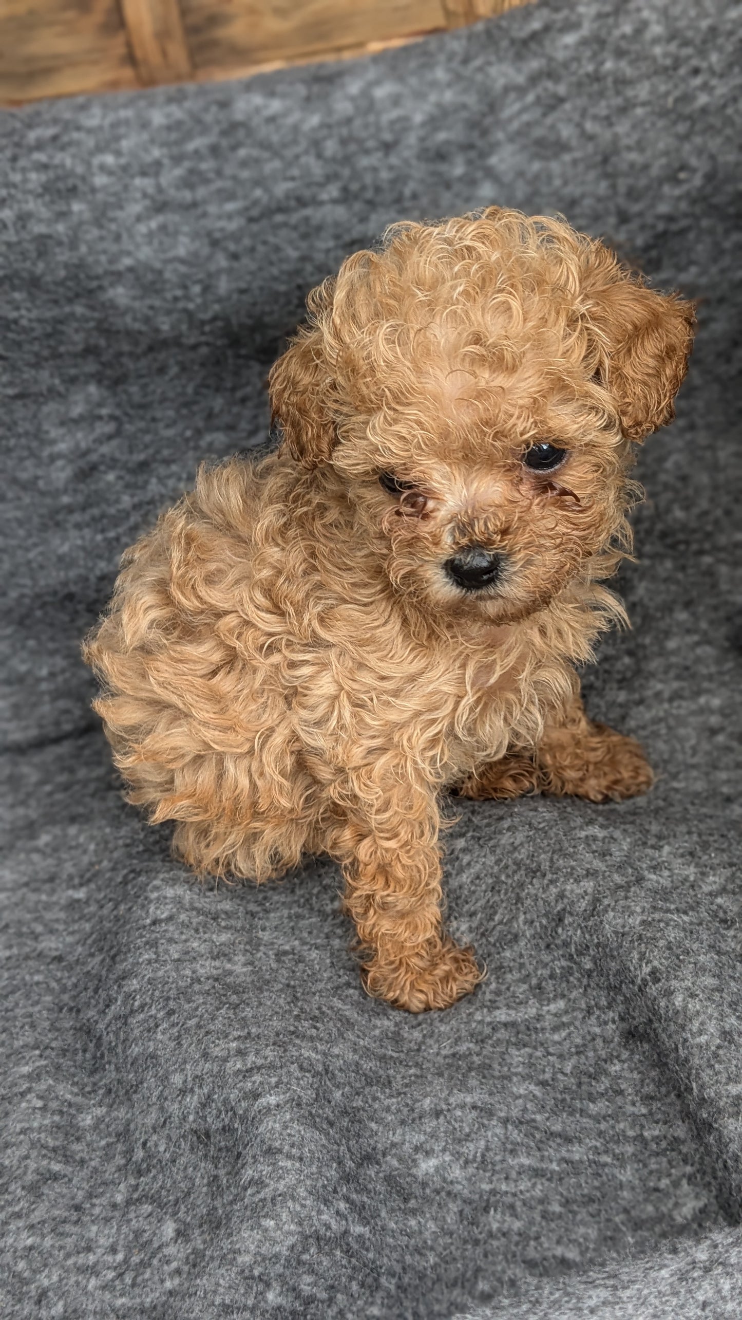 MALTIPOO (09/23) FEMALE