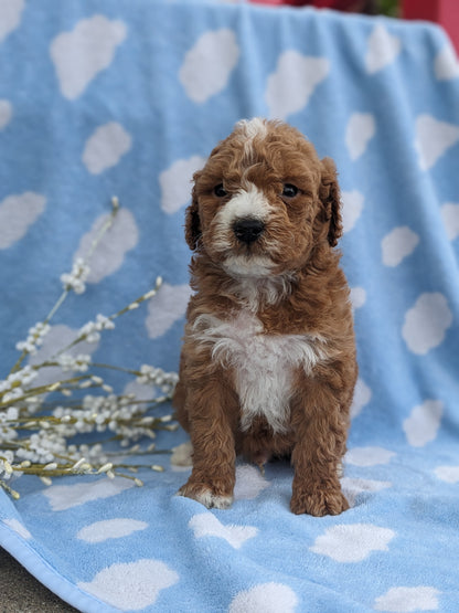 MINI GOLDENDOODLE (03/20) MALE