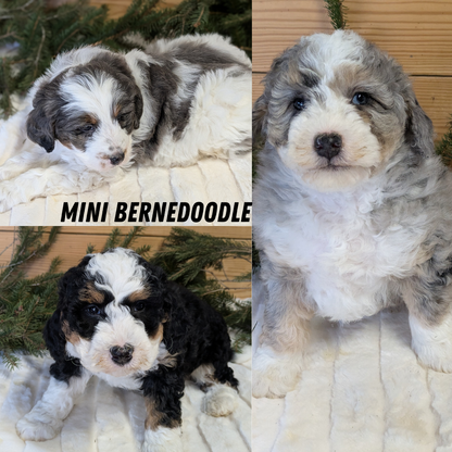 MINI BERNEDOODLE (11/28) FEMALE