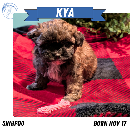 SHIHPOO (11/17) FEMALE