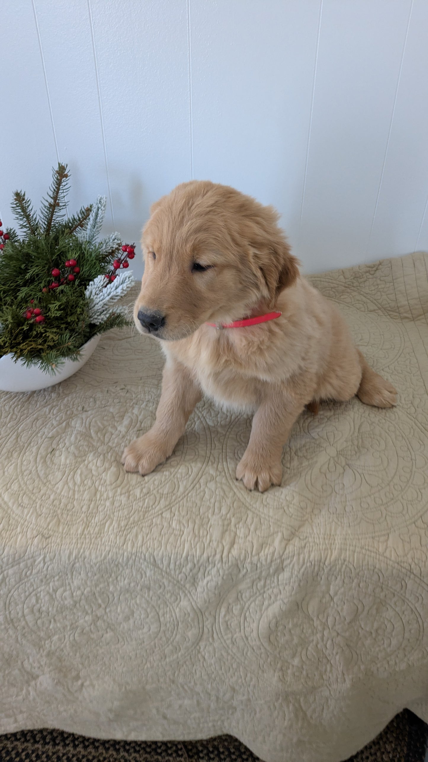 GOLDEN RETRIEVER (11/13) FEMALE