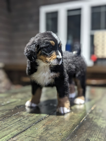 BERNESE MOUNTAIN DOG (03/21) FEMALE