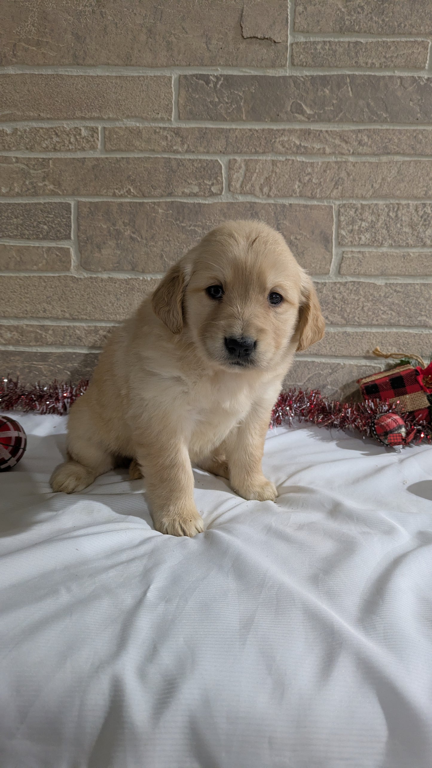 GOLDEN RETRIEVER (11/11) FEMALE