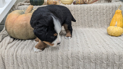 BERNESE MOUNTAIN DOG (08/18) MALE