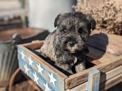 MINI SCHNAUZER (12/27/23) FEMALE