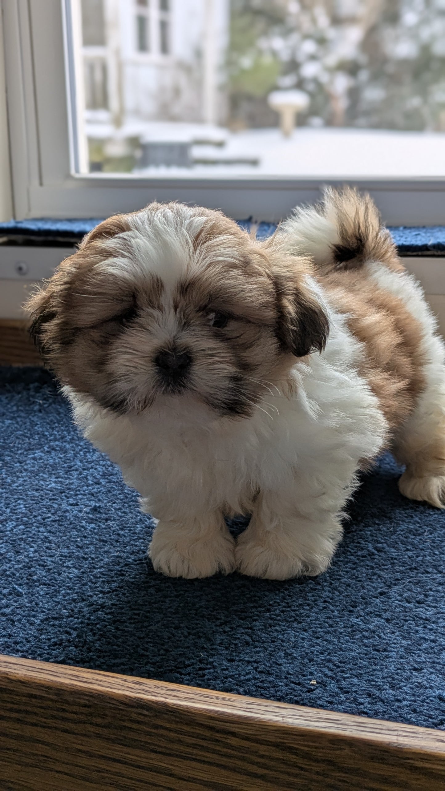 SHIH TZU (12/23) MALE