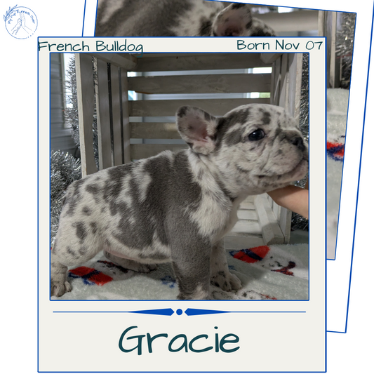 FRENCH BULLDOG (11/07) FEMALE