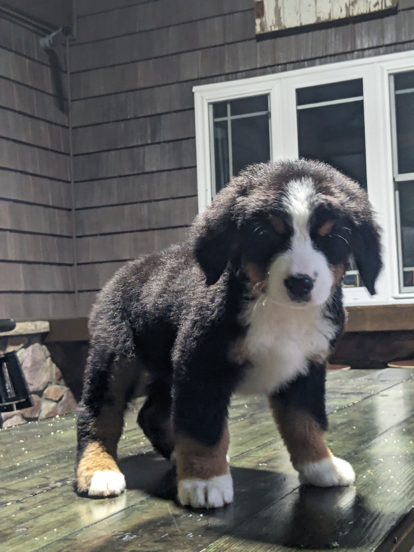 BERNESE MOUNTAIN DOG (03/21) FEMALE