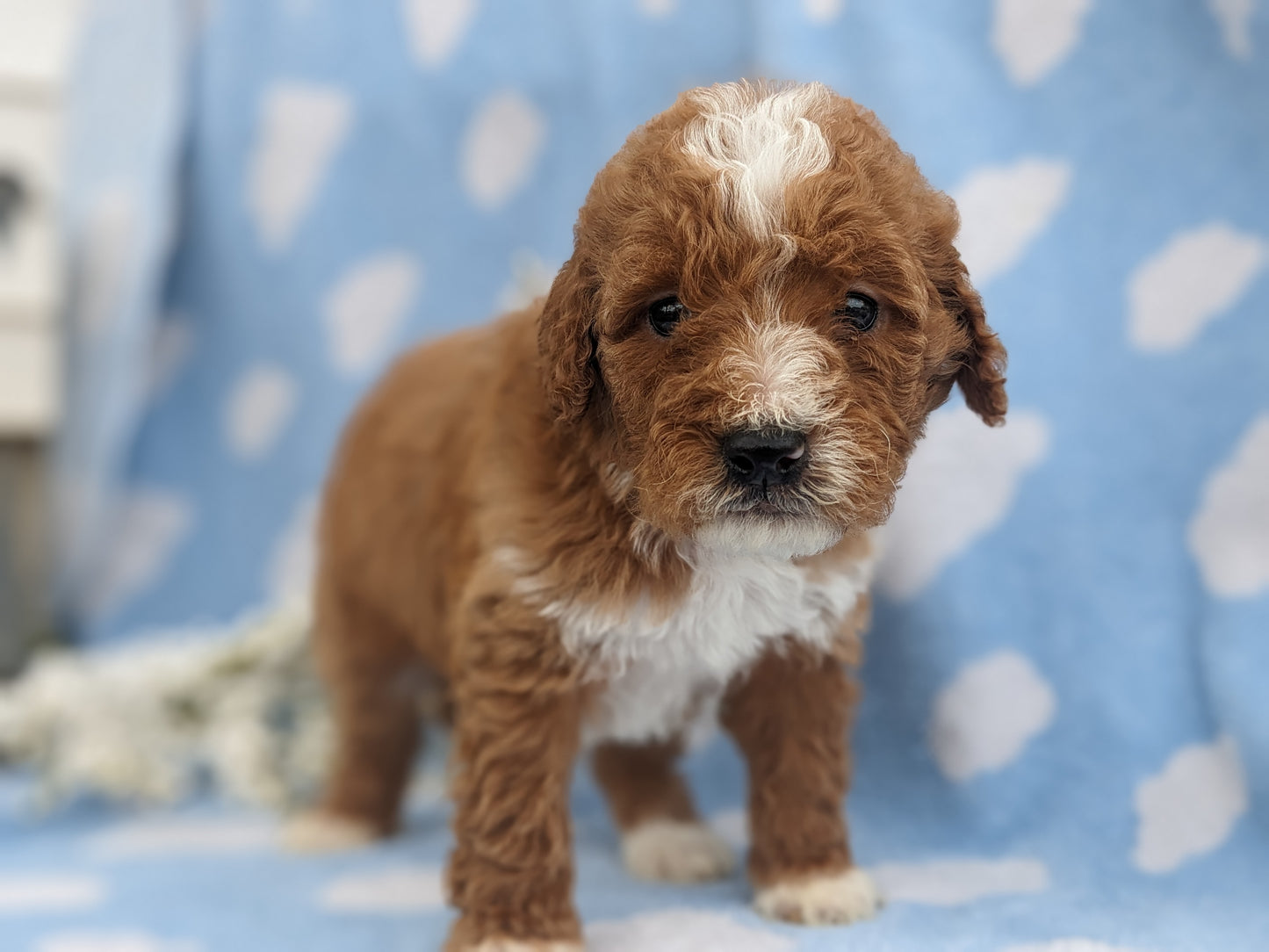 MINI GOLDENDOODLE (03/20) MALE